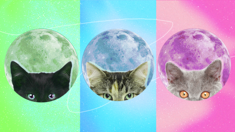 Here’s the Cat Breed That Captures Each Zodiac Sign’s Personality